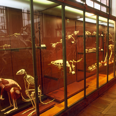 Paléontologie et Anatomie Comparée - Muséum